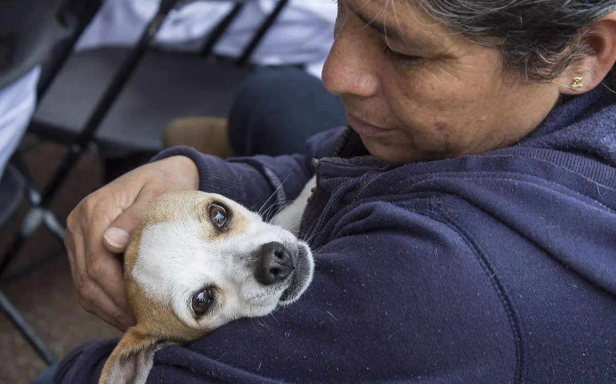 perro-jornada-esterilizacion-cuartoscuro