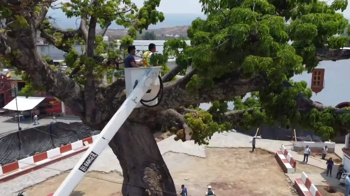 árbol-pochote-tlayacapan