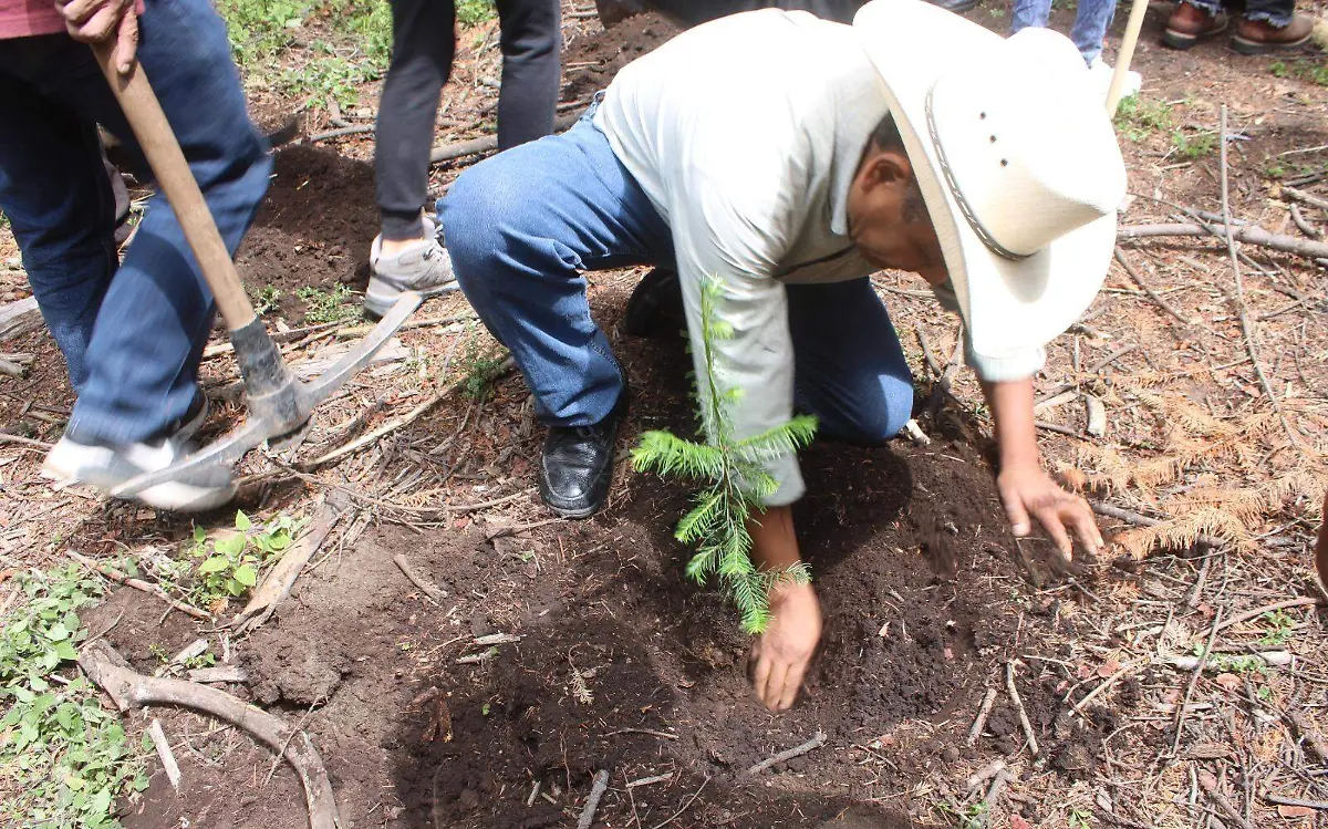 reforestacion-tetela-volcan-dos