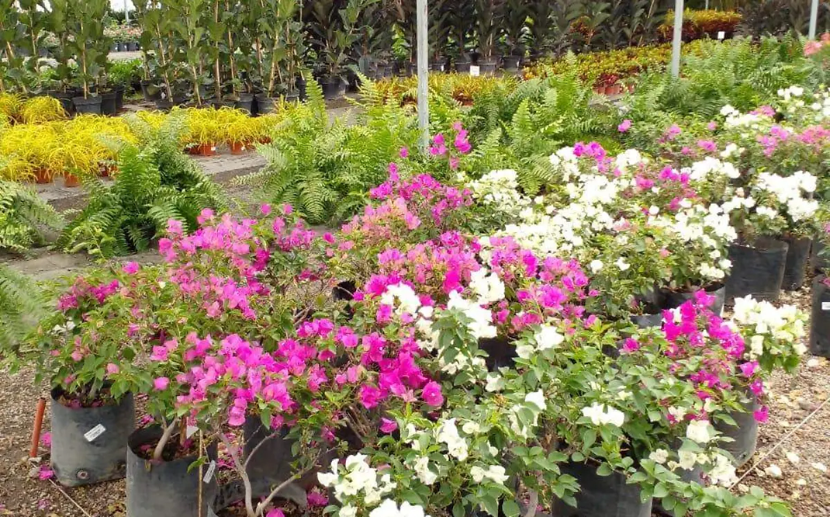 viveros-ventas-rosaura