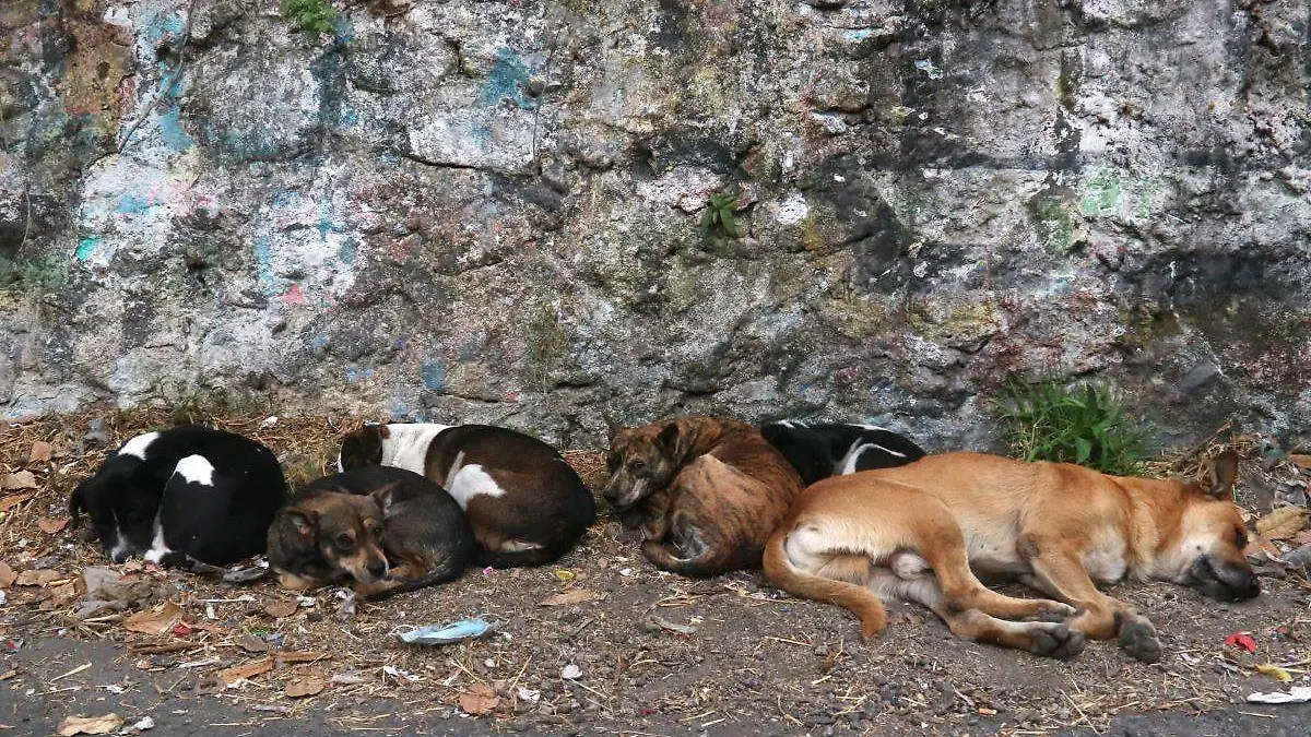 perros-callejeros-morelos