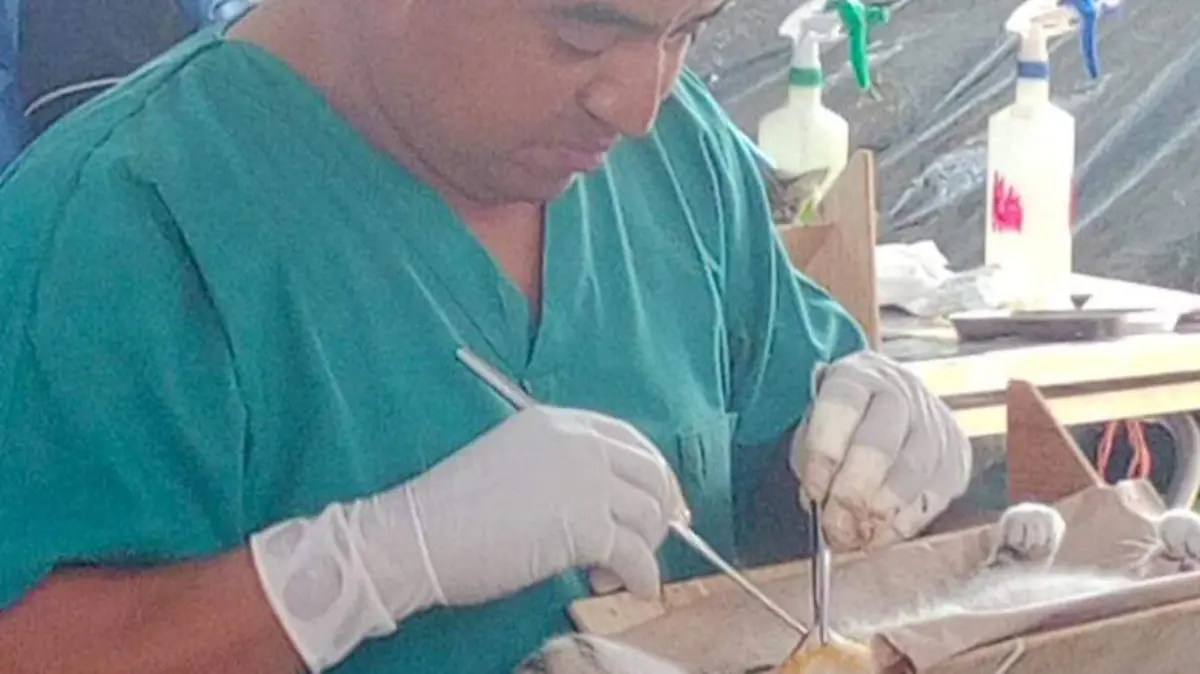 esterilización-ayala-perros-gatos