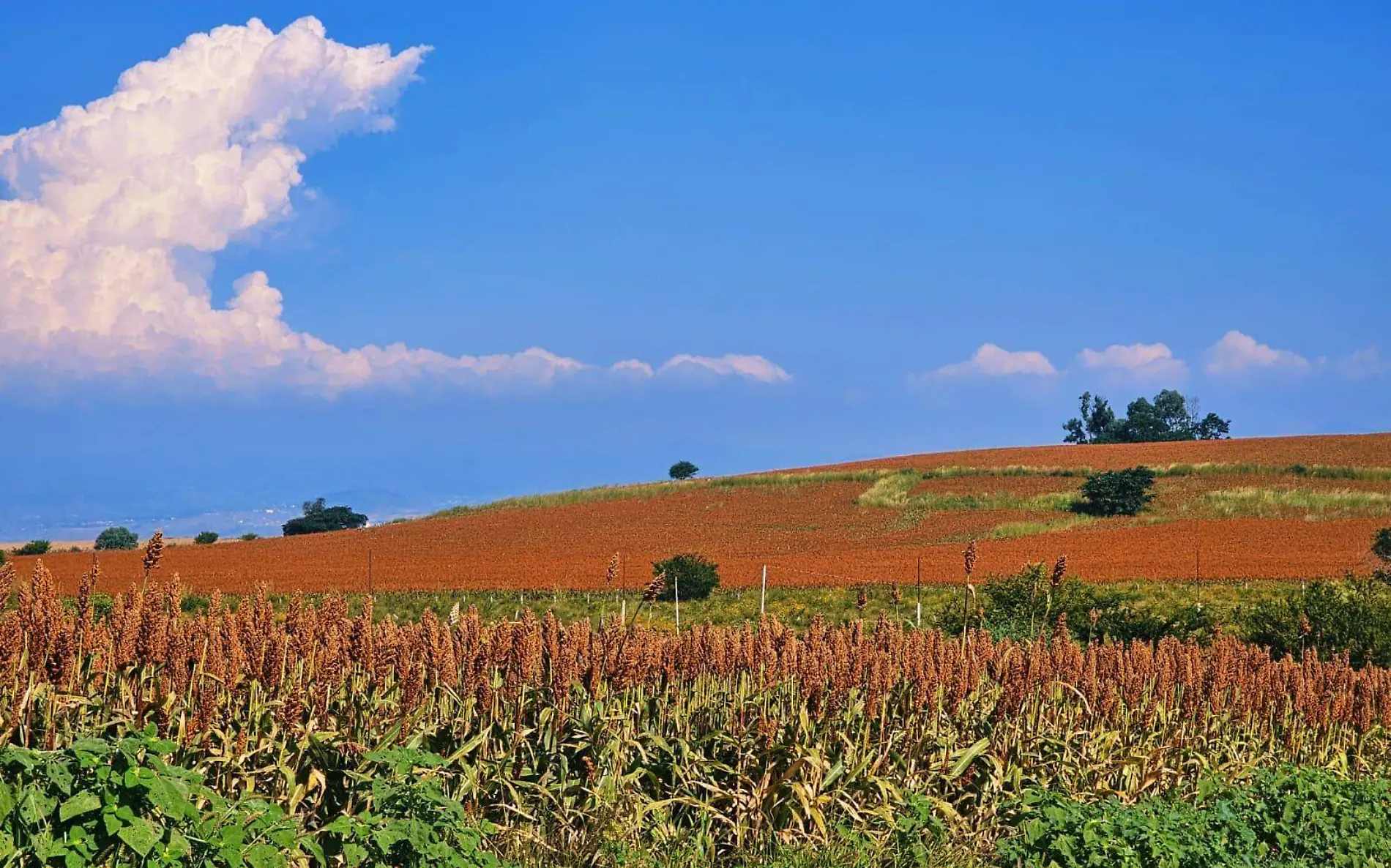 campo-de-sorgo-morelos