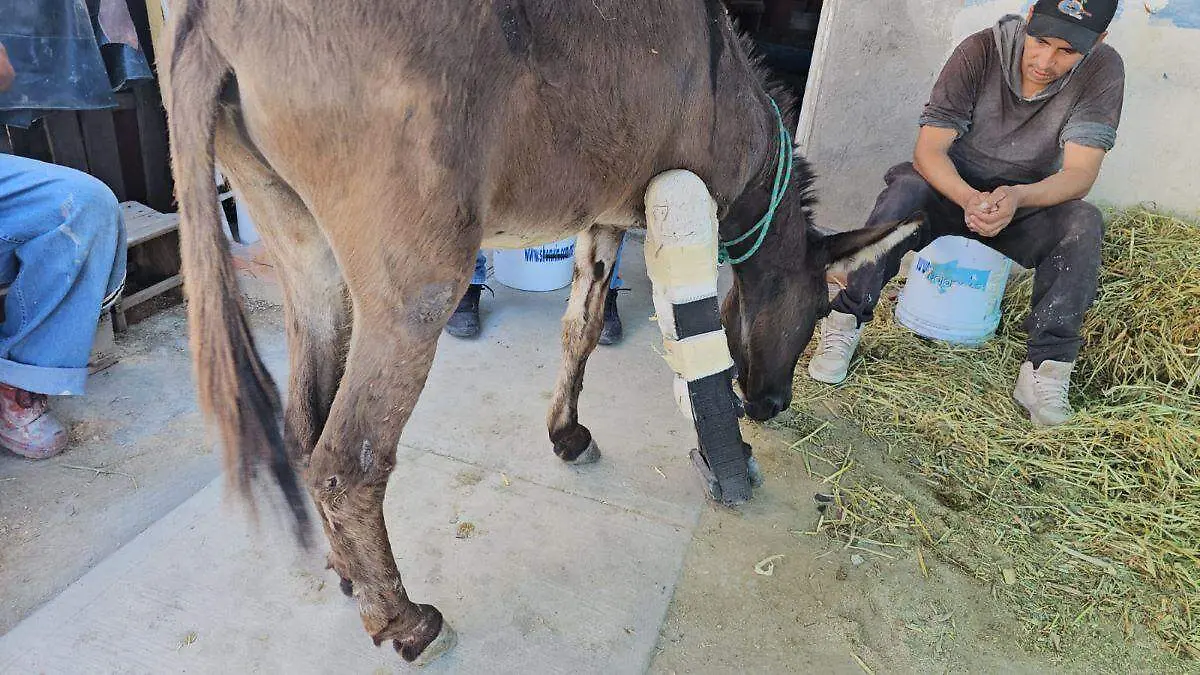 filemon-burrito-cuautla