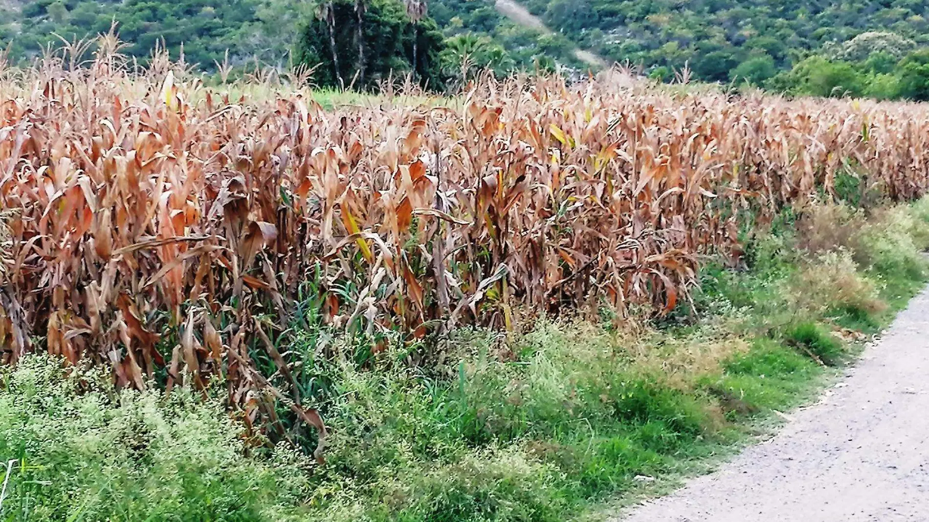 producción-agrícola-morelos