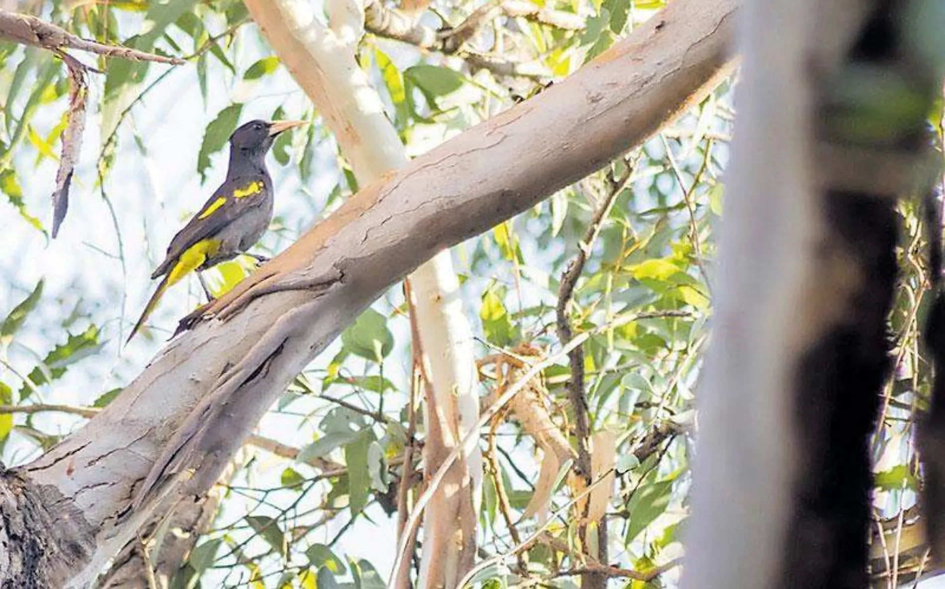 observacion-aves-cuautla