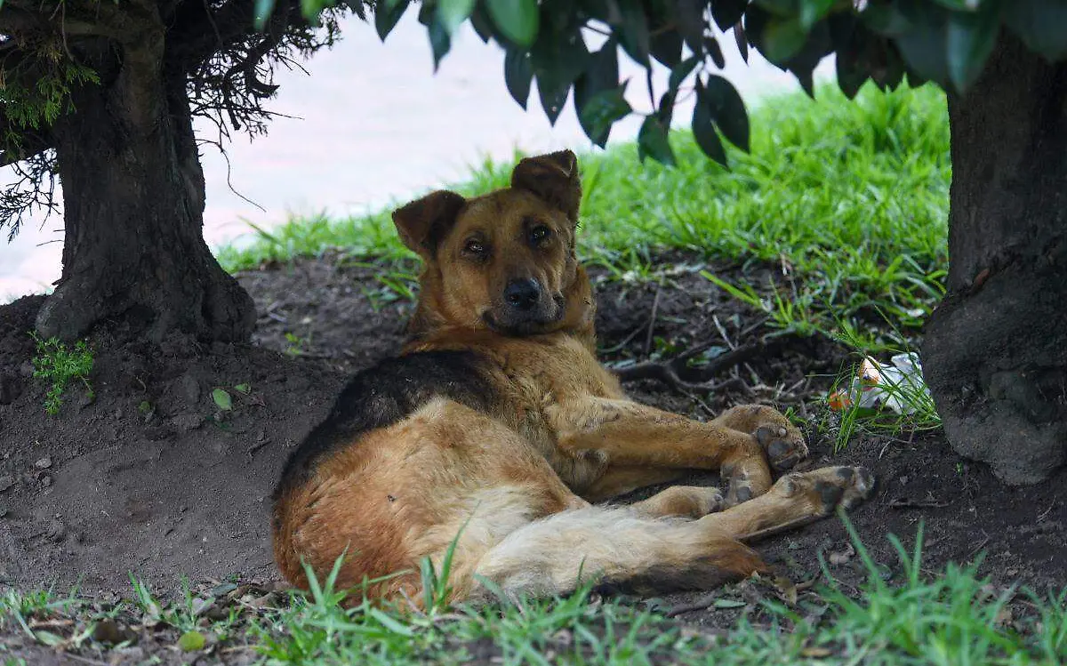 perro-esterilizaciones