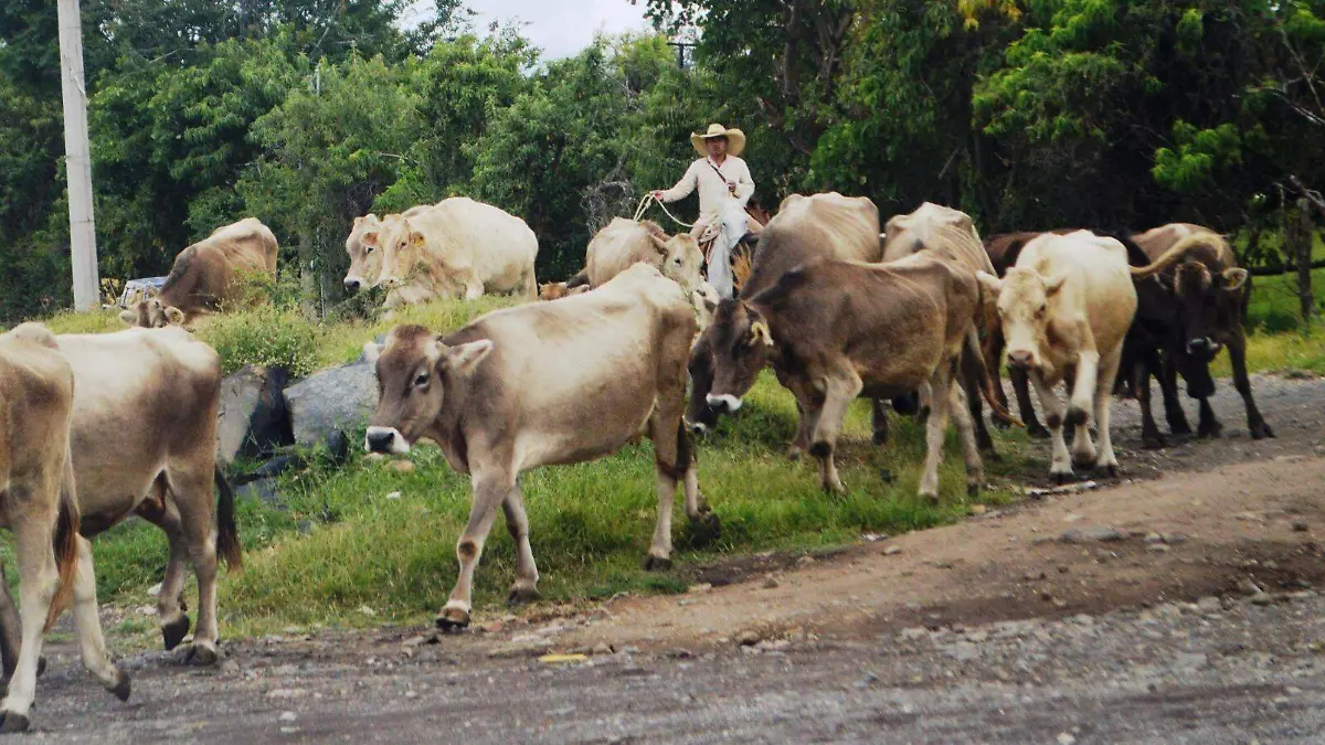 ganado-animales-cuautla