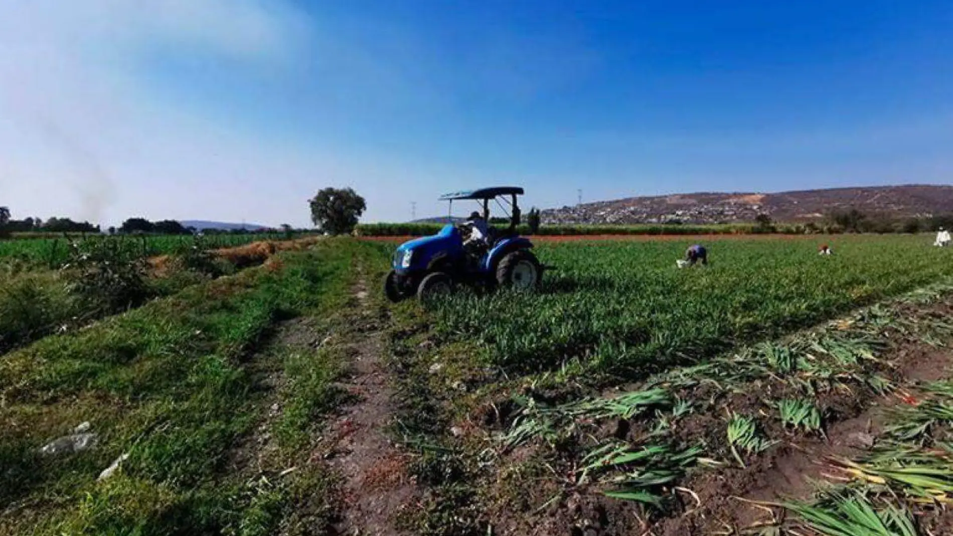 campo-de-cultivo