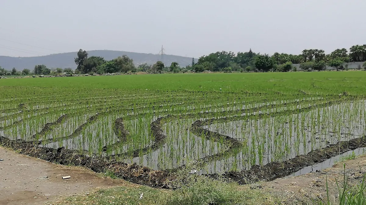 arroz-cuautla