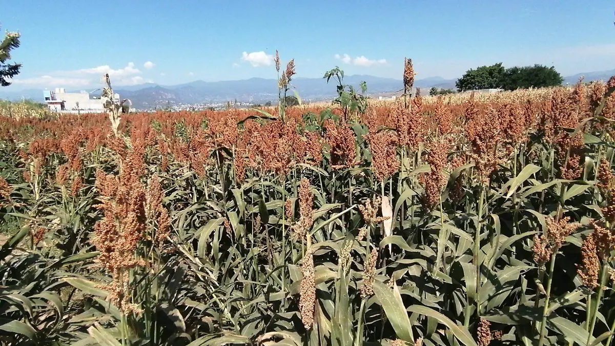 sorgo-morelos-oriente-gudelia