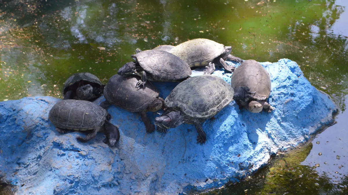 Tortuga-casquito-cuautla