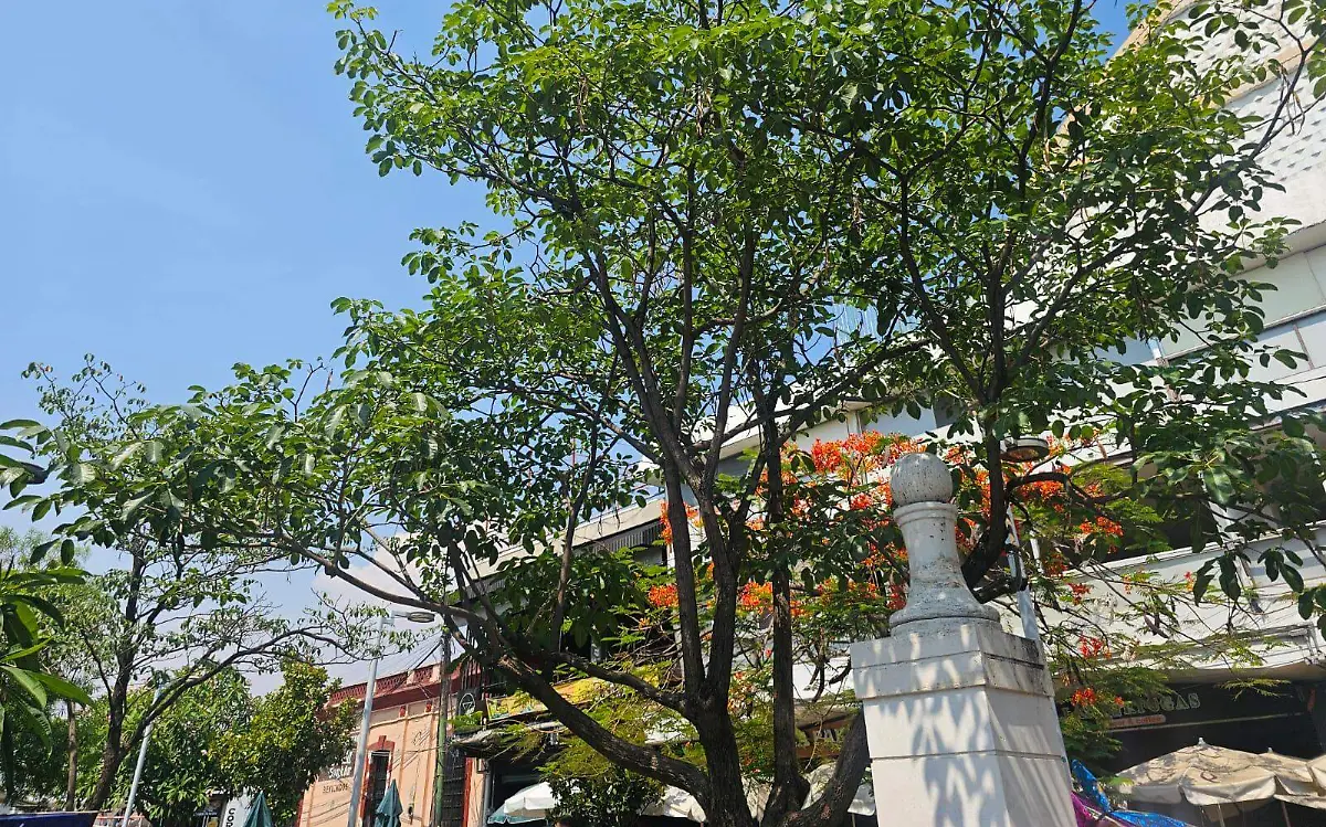 arbol-cuautla