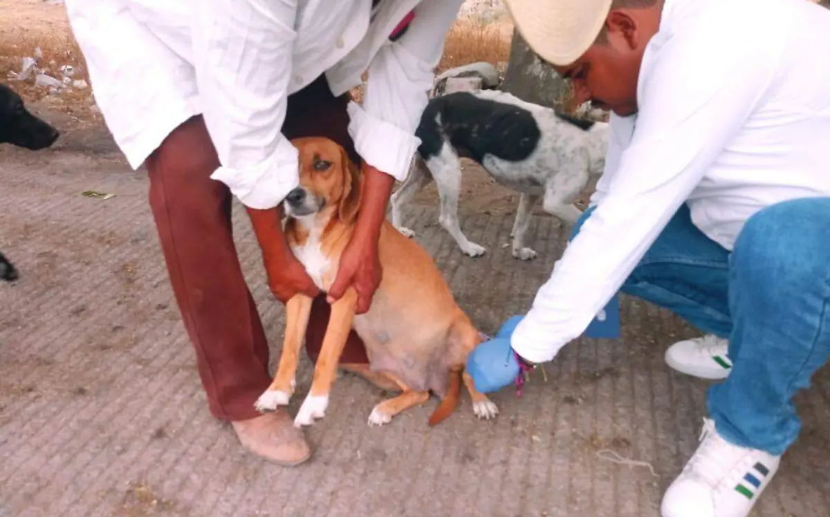 Perros-esterilización-ayala-morelos