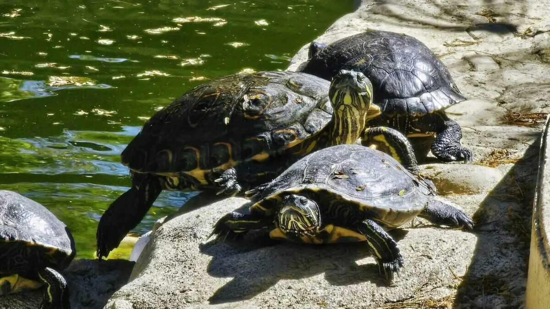 tortuga-casquito-cuautla