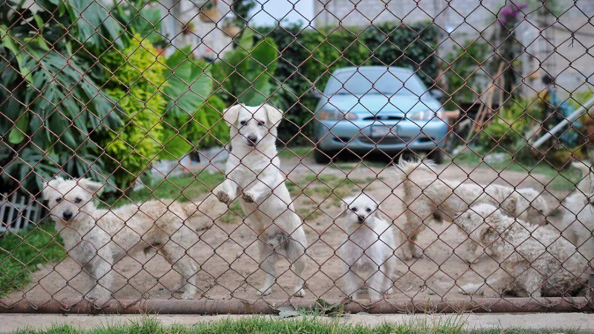 vacunación-perros-y-gatos(1)