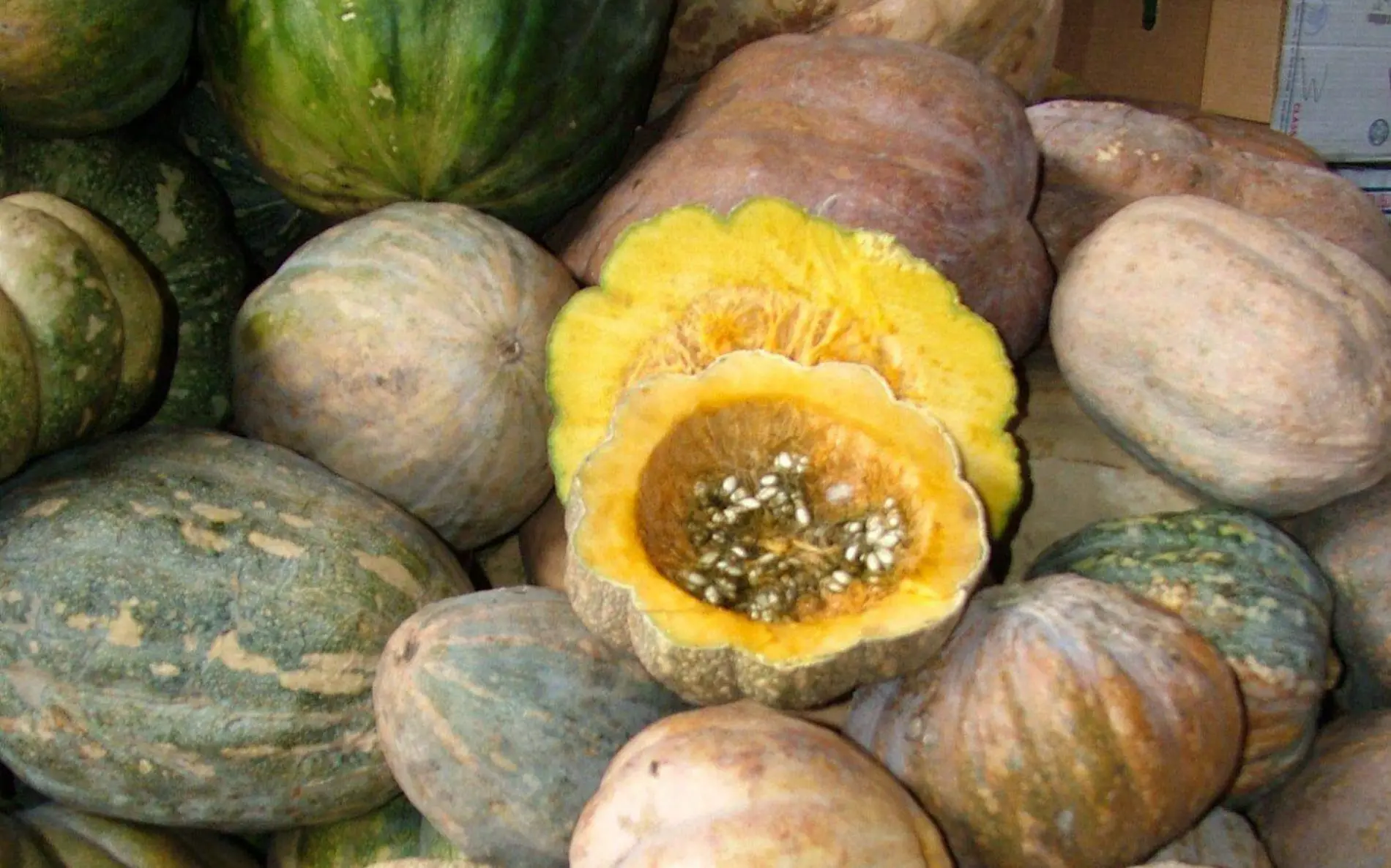 calabazas-cuartoscuro