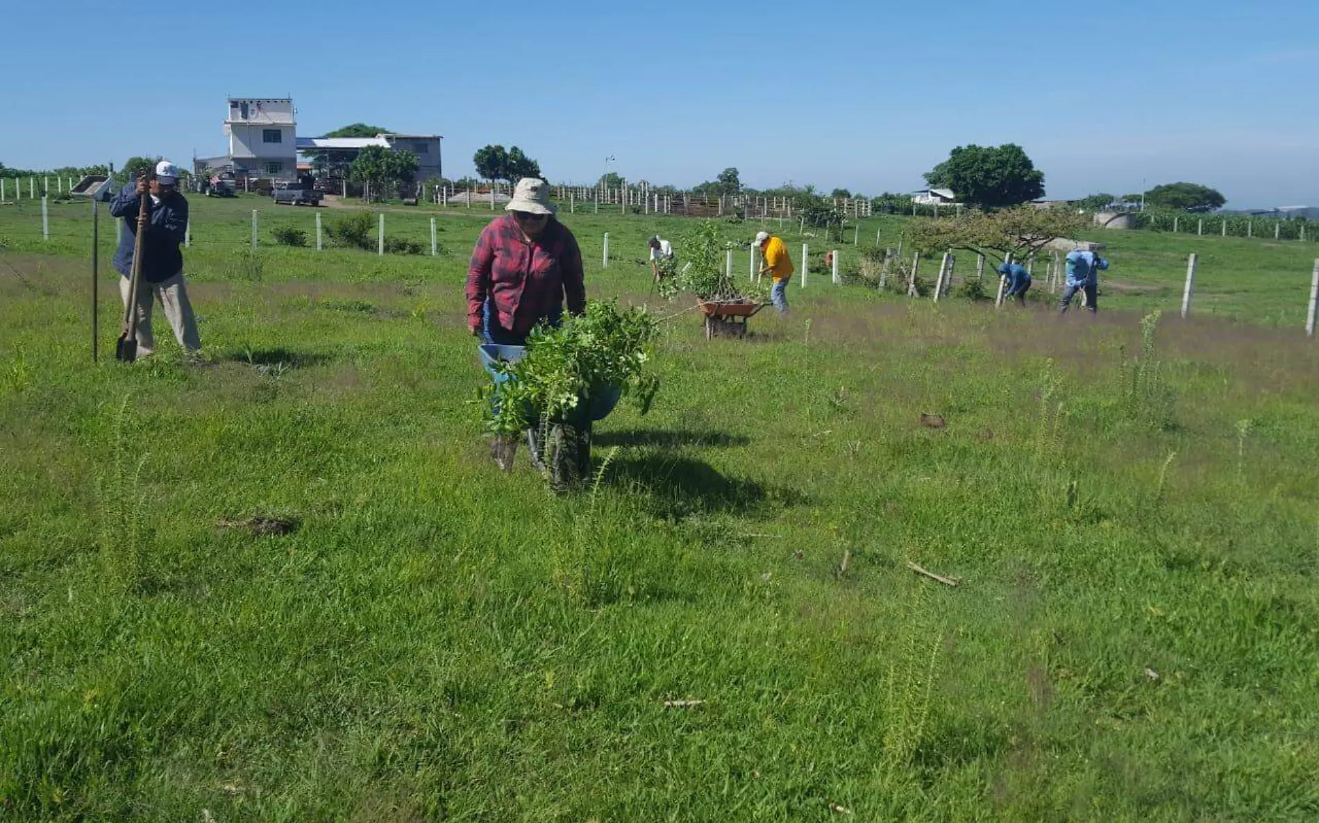 plantas-alimento-ganado