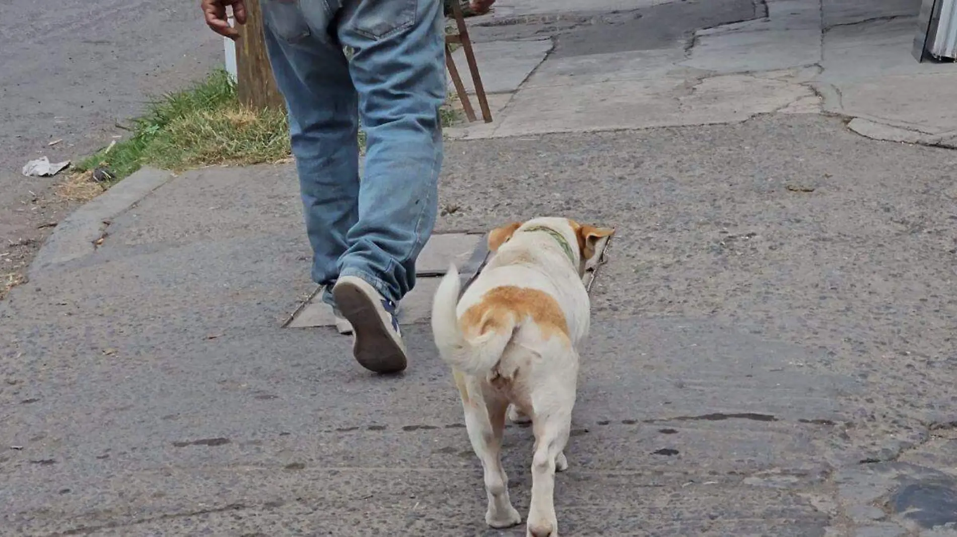 perros-maltrato-animal