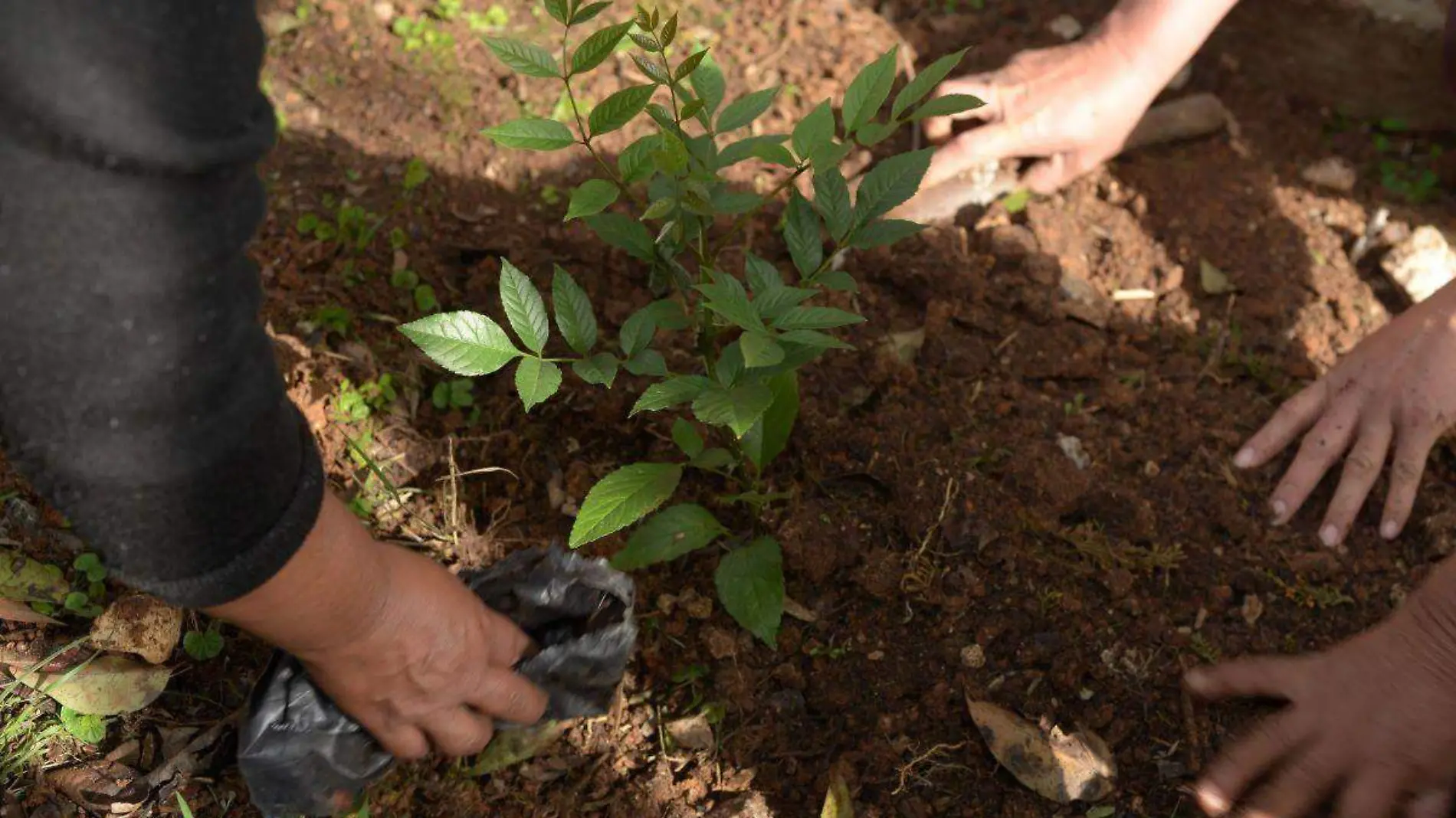 reforestacion-campaña-cuartoscuro