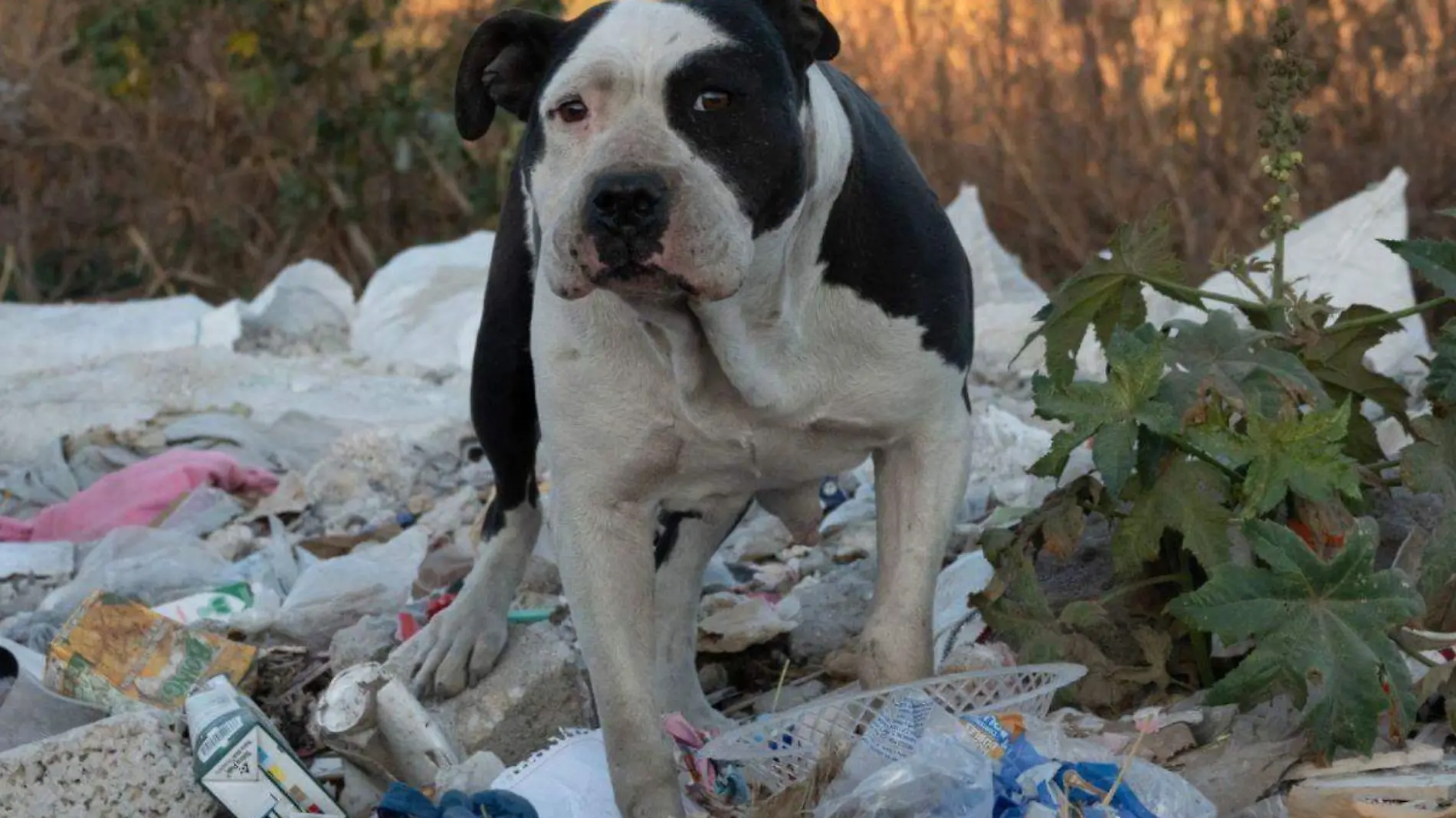 perro-callejero-cuartoscuro