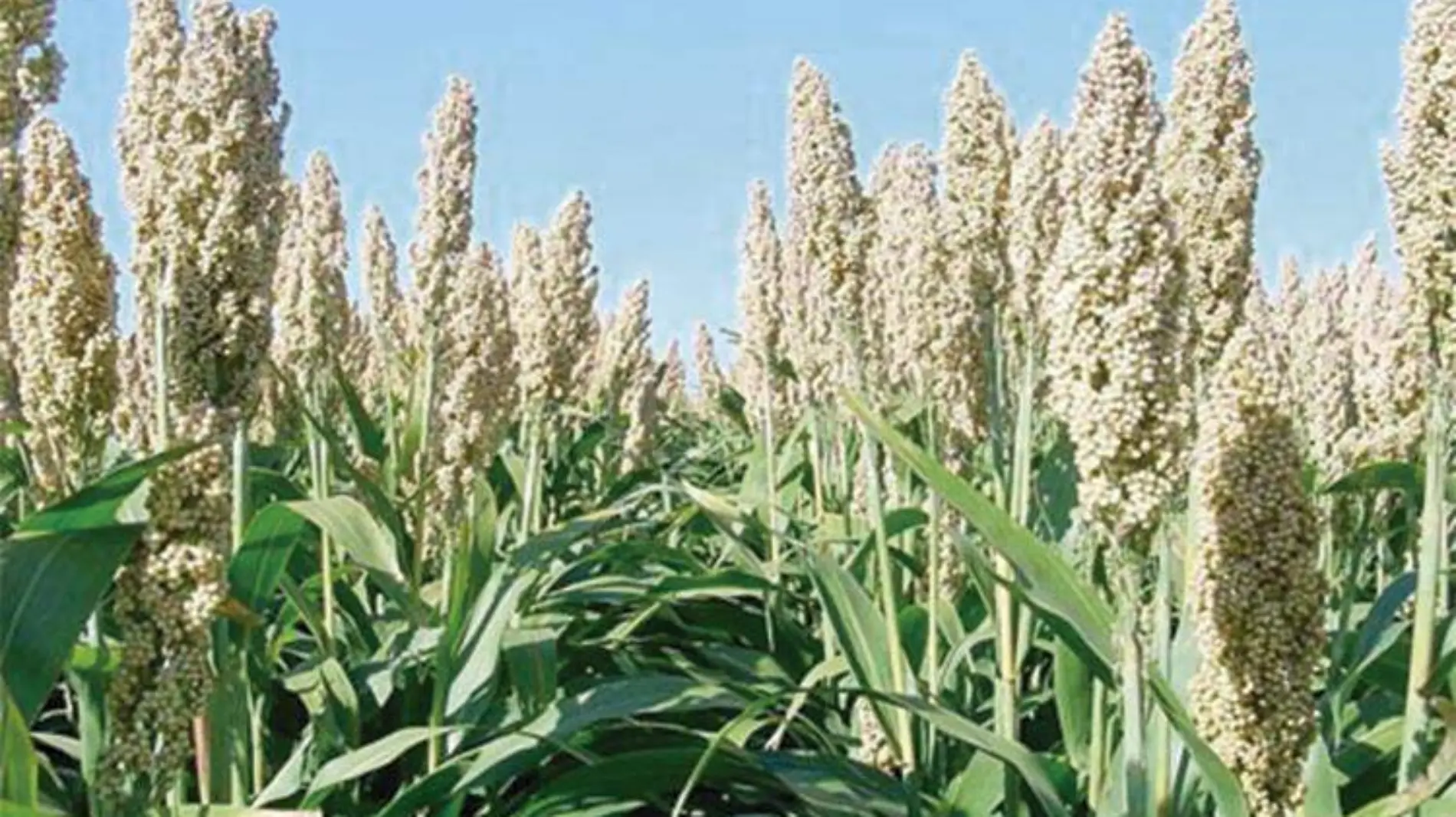 sorgo