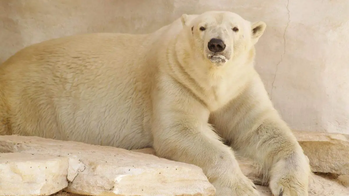 ANIMALIA(A)-oso-polar