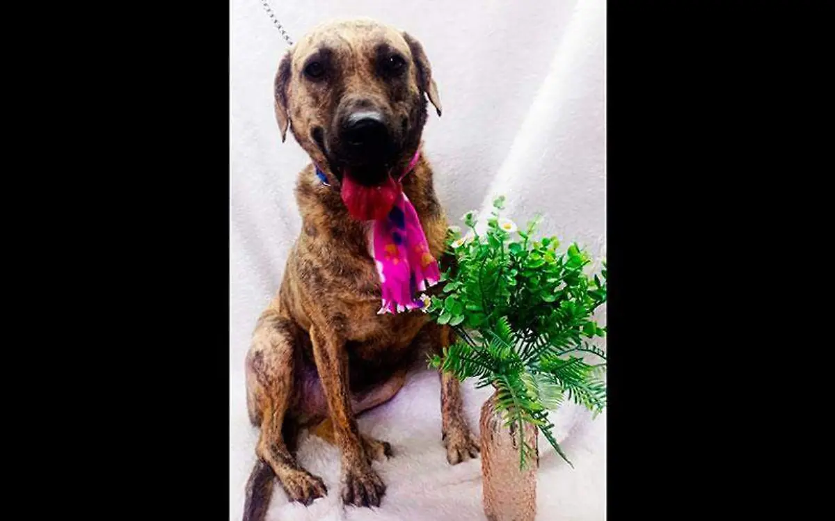 honney-perrita-en-adopcion
