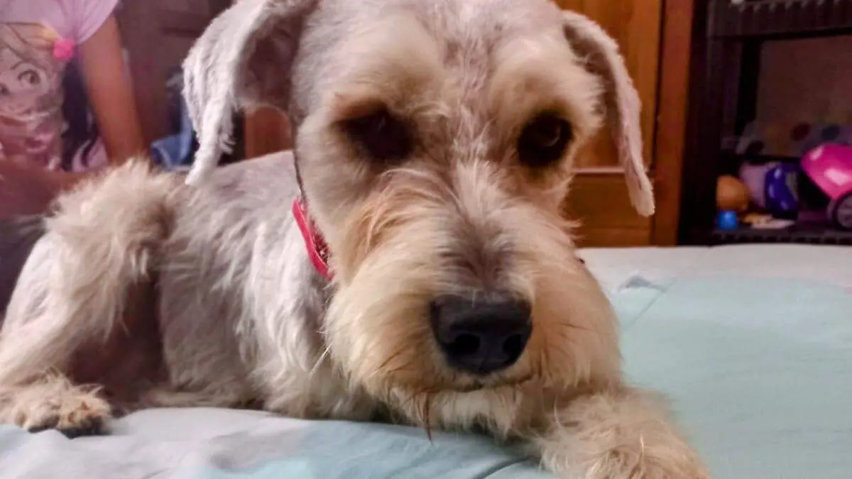 peluche-mayra-cortesia