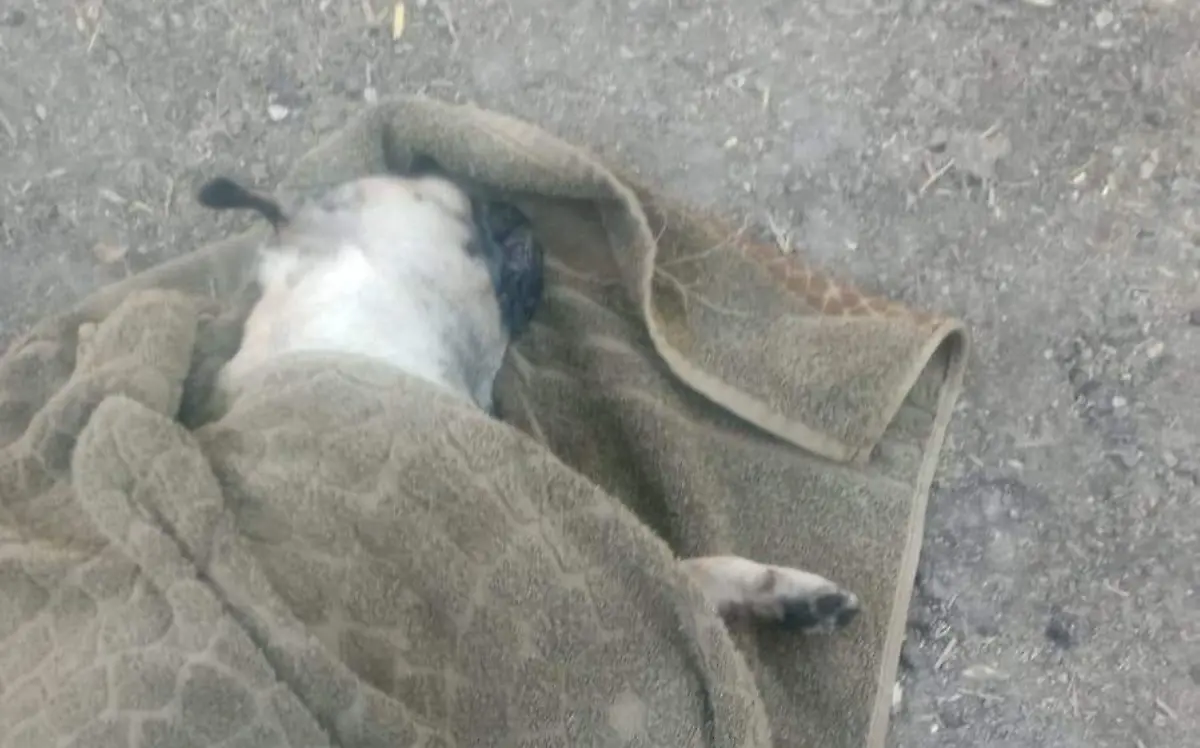 Mascotas-muertas-ayala