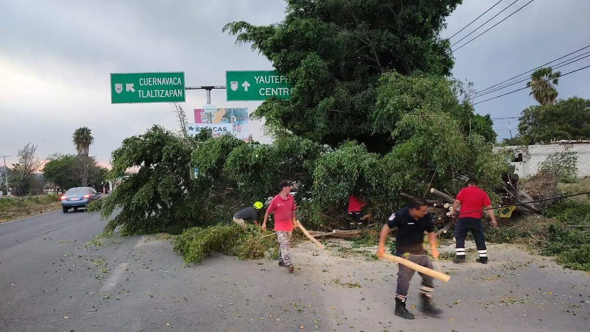 arboles-caidos-vientos A