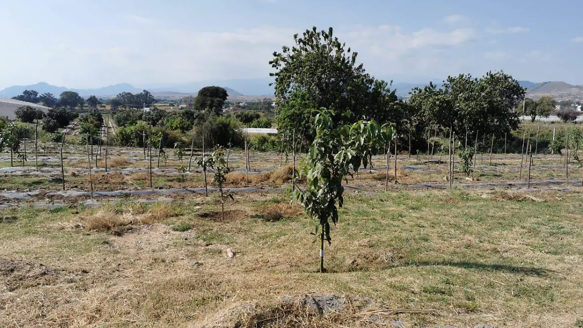 caminos-de-saca-Atlatlahucan-Rosaura-