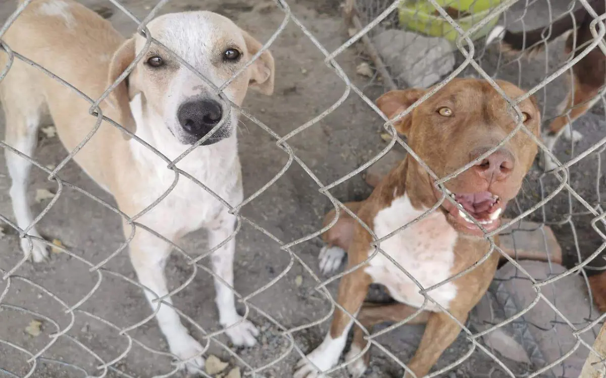 maltrato-animal-cuautla