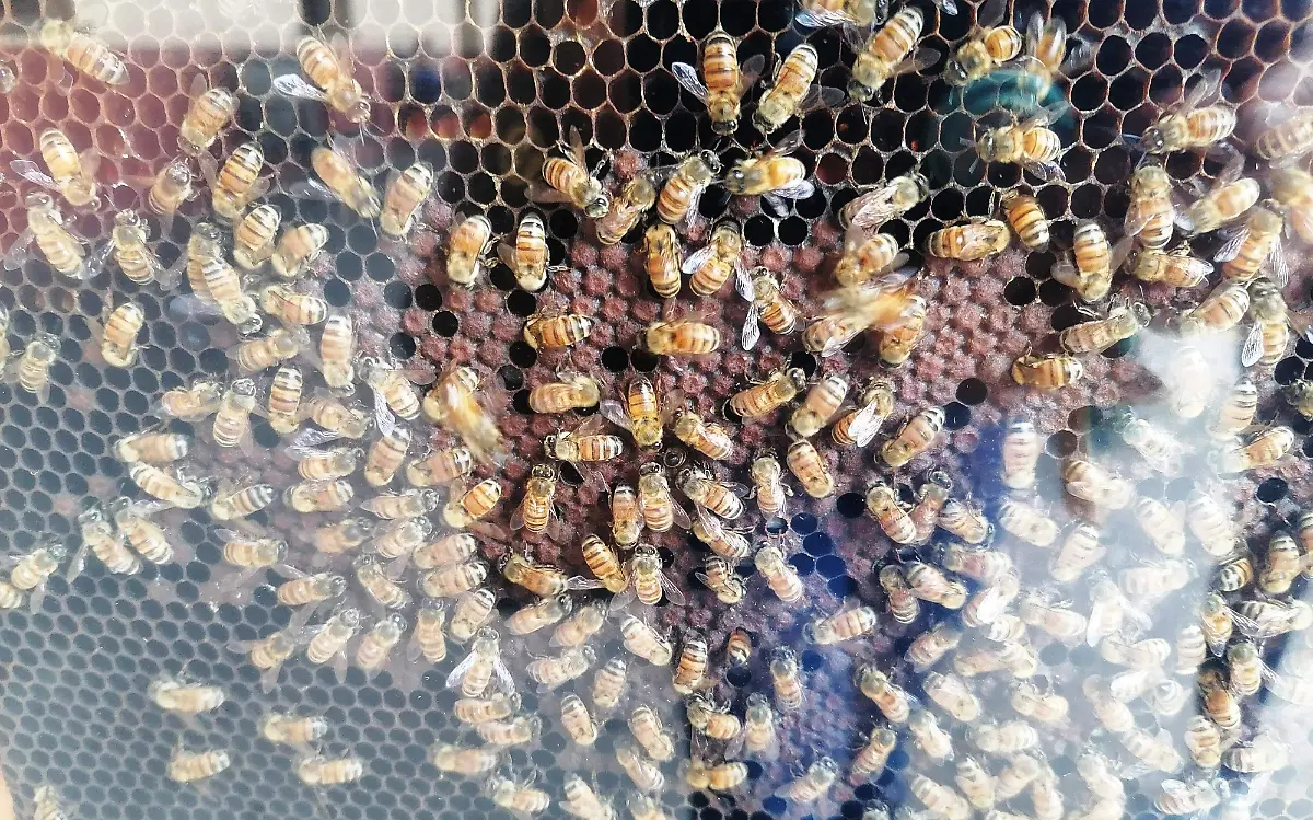 abejas-producciòn-miel-morelos