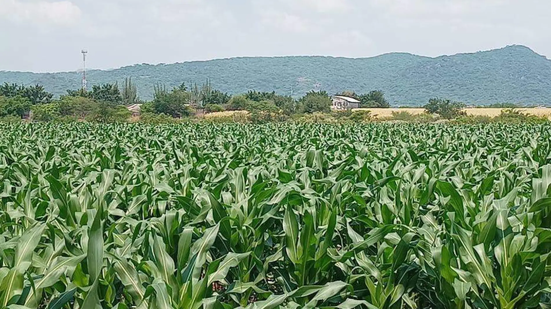 campos-cultivos-cuautla-foto-dulce-gaviña