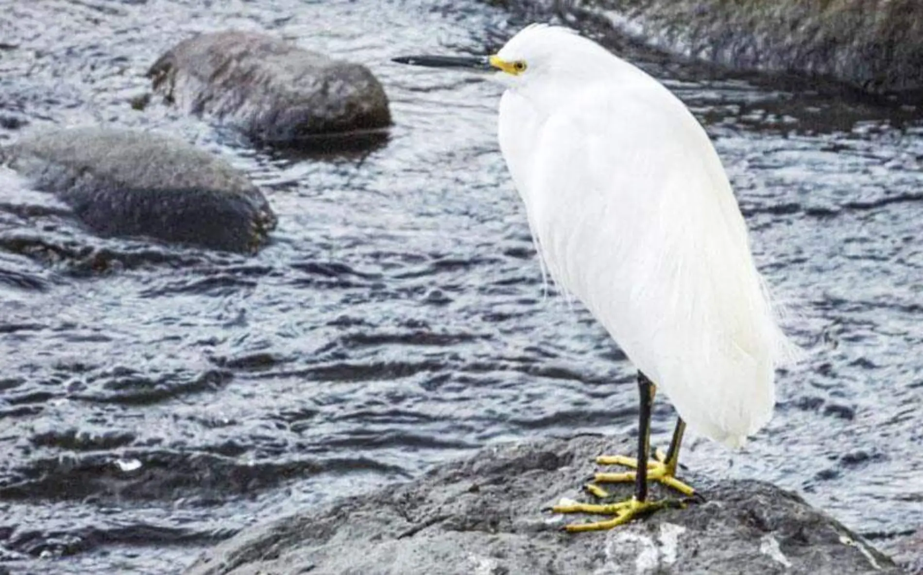 aves-del-rio-cuautla