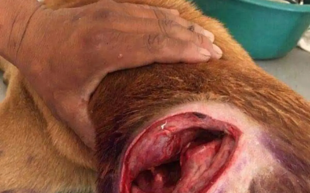 WhatsApp Image 2021-05-04 at 18.10.02