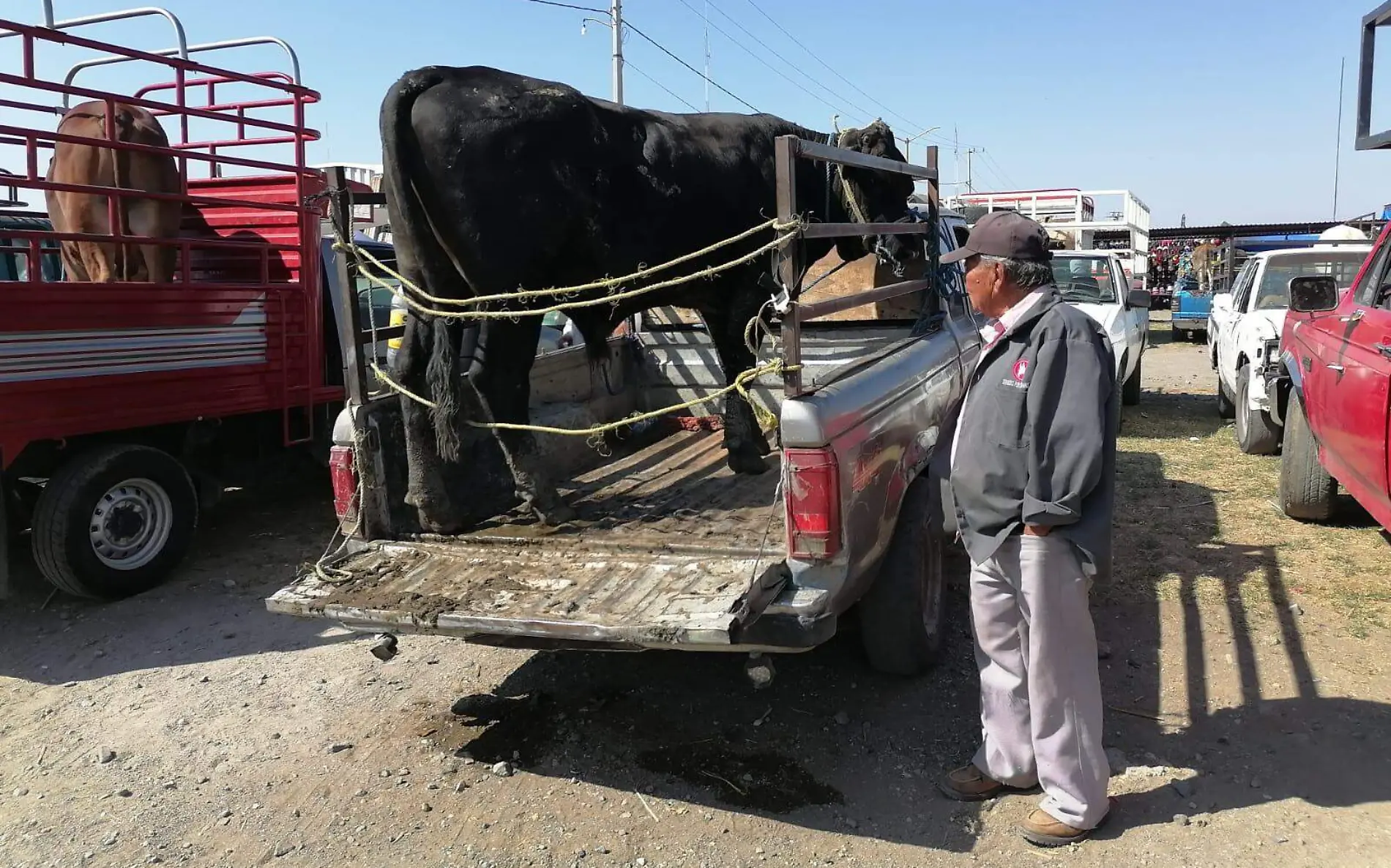 tianguis-ganadero-gude