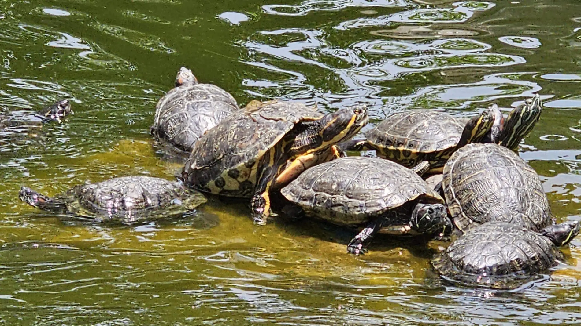 tortugas-cuautla