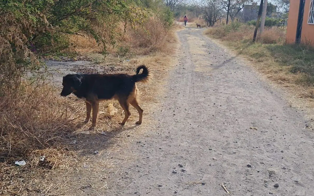 perros-abandonados