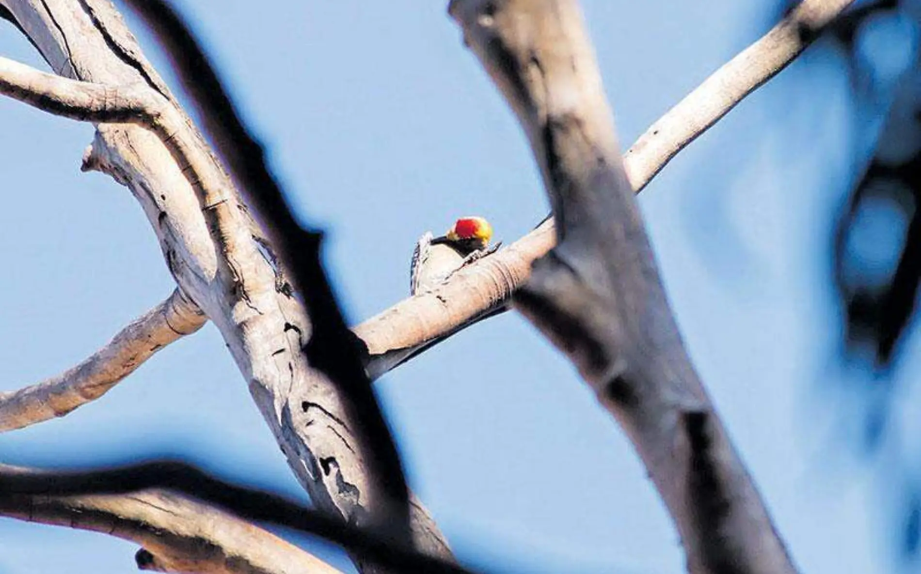 monitoreo-aves-cuautla