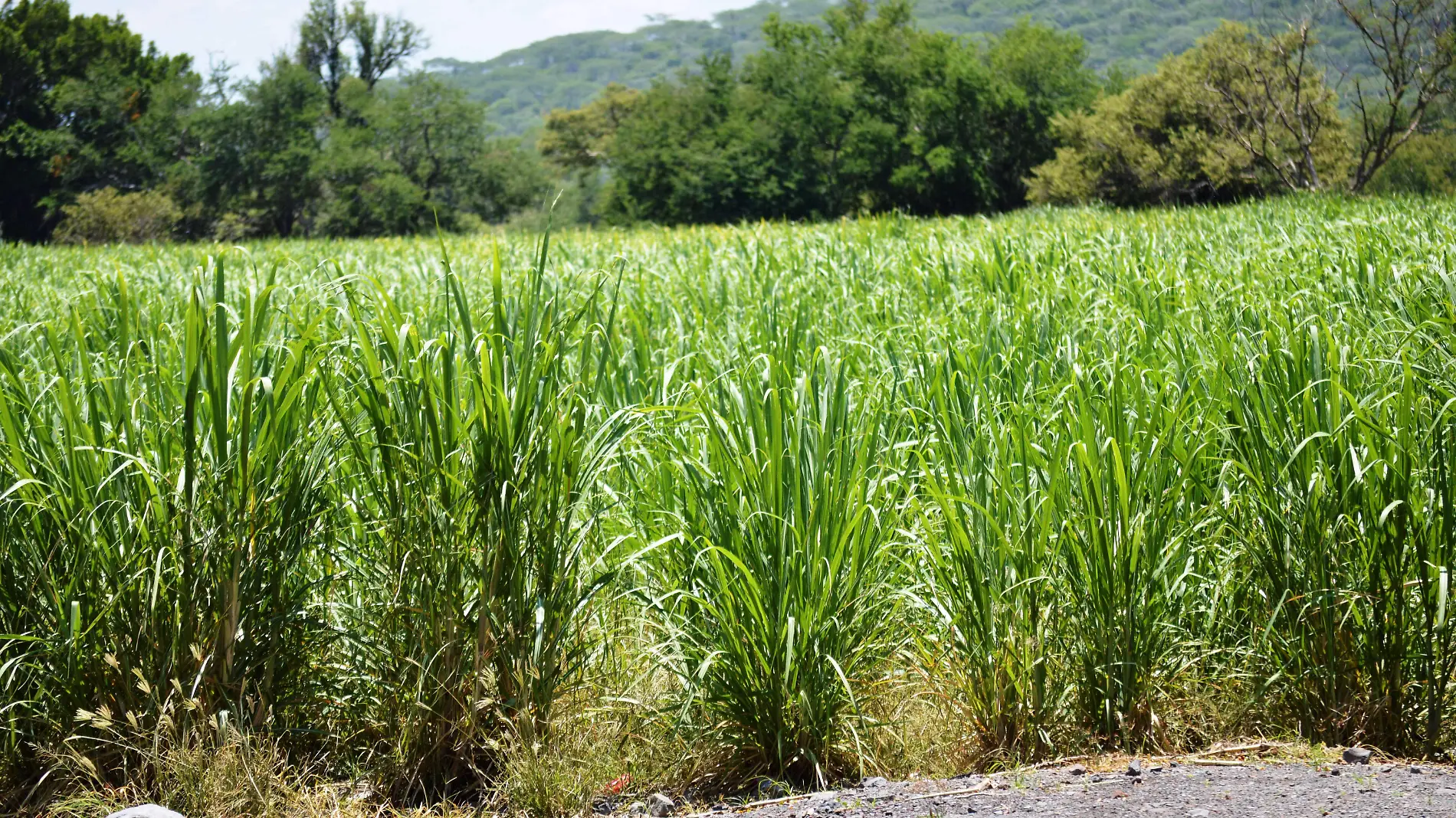 cultivos-caña-gudelia