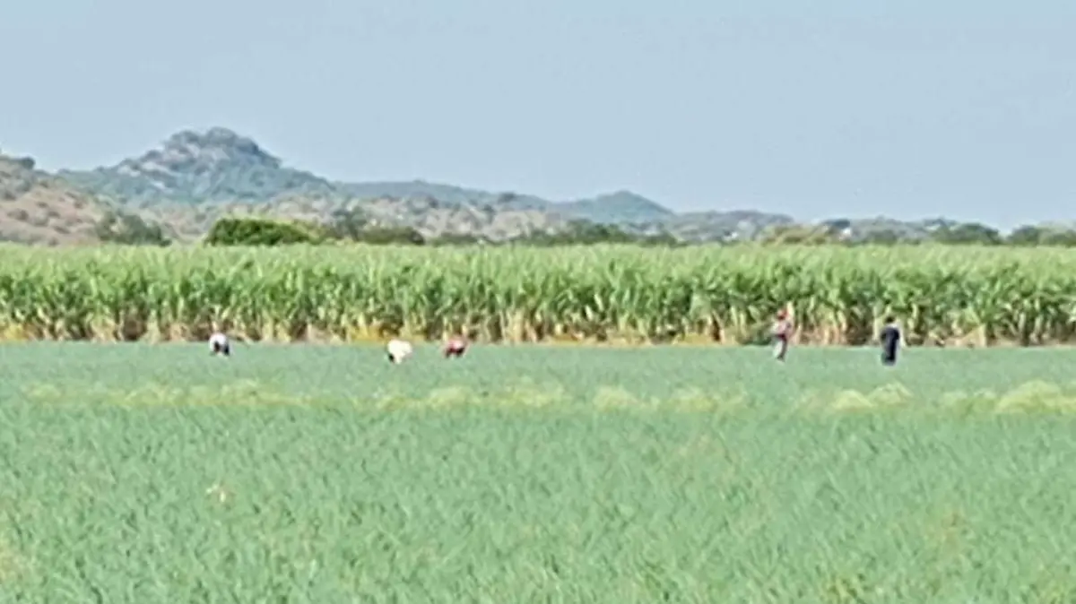 campo-arroz-ofelia