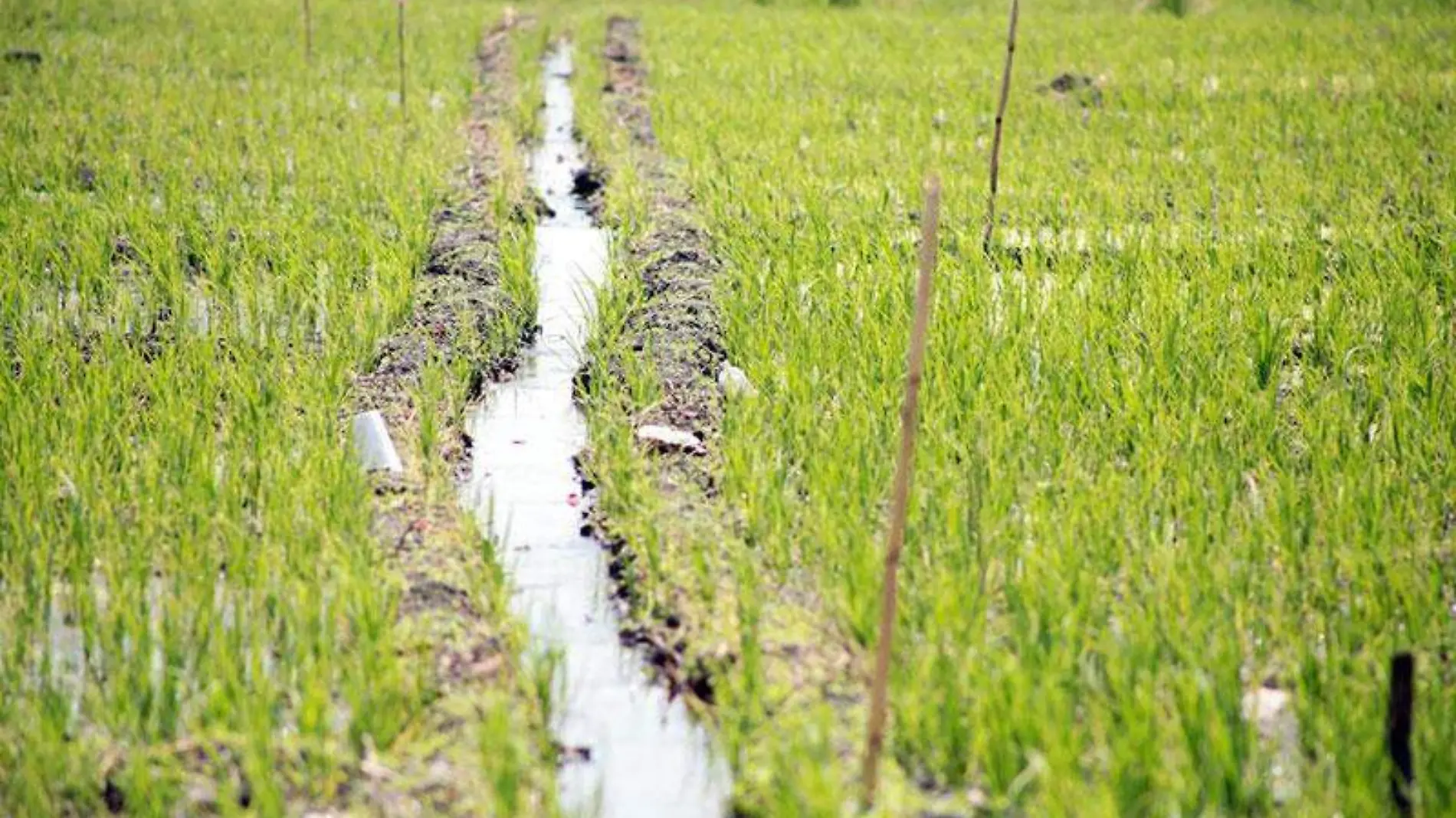 cosechas-agricultores-morelos