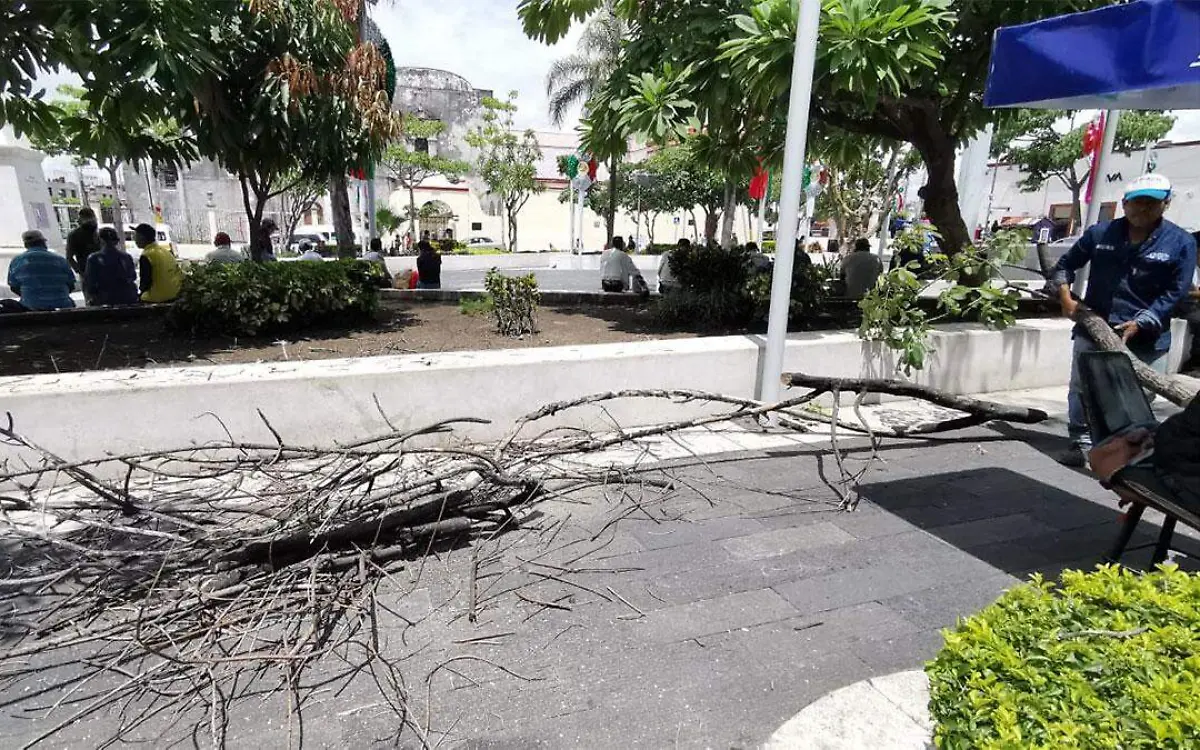 poda-alameda-cuautla-2