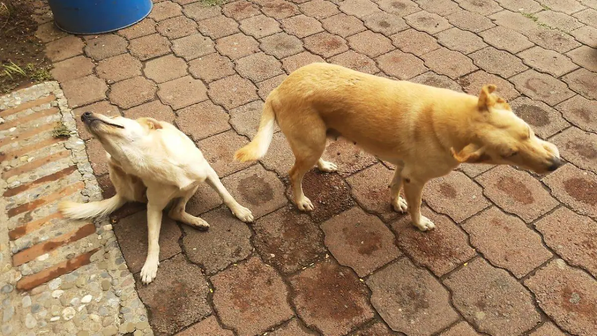 Perros-maltrato-sanciones