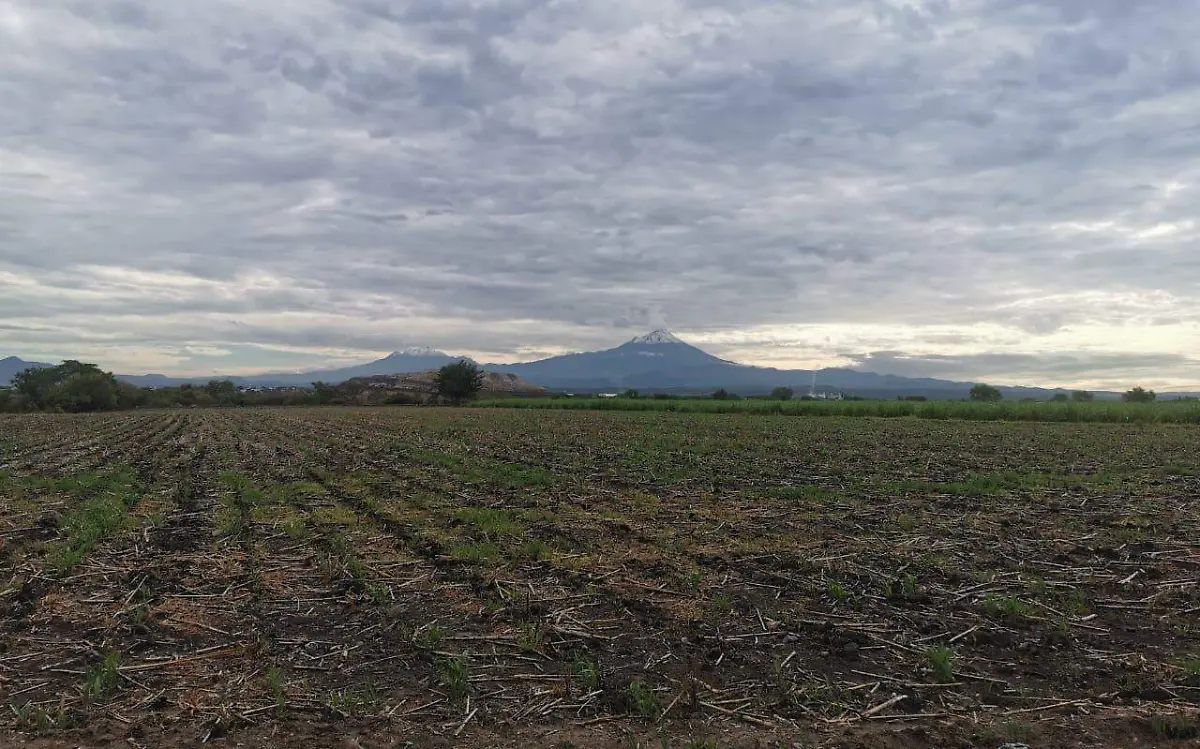 campo-fertilizantes-orgánicos-rosaura