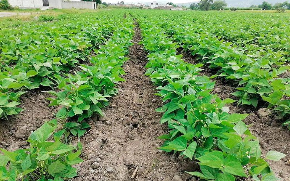 cultivos-campesinos-cuautla