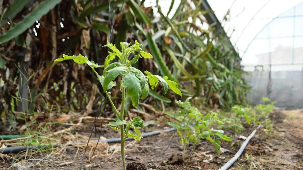 alimentos orgánicos