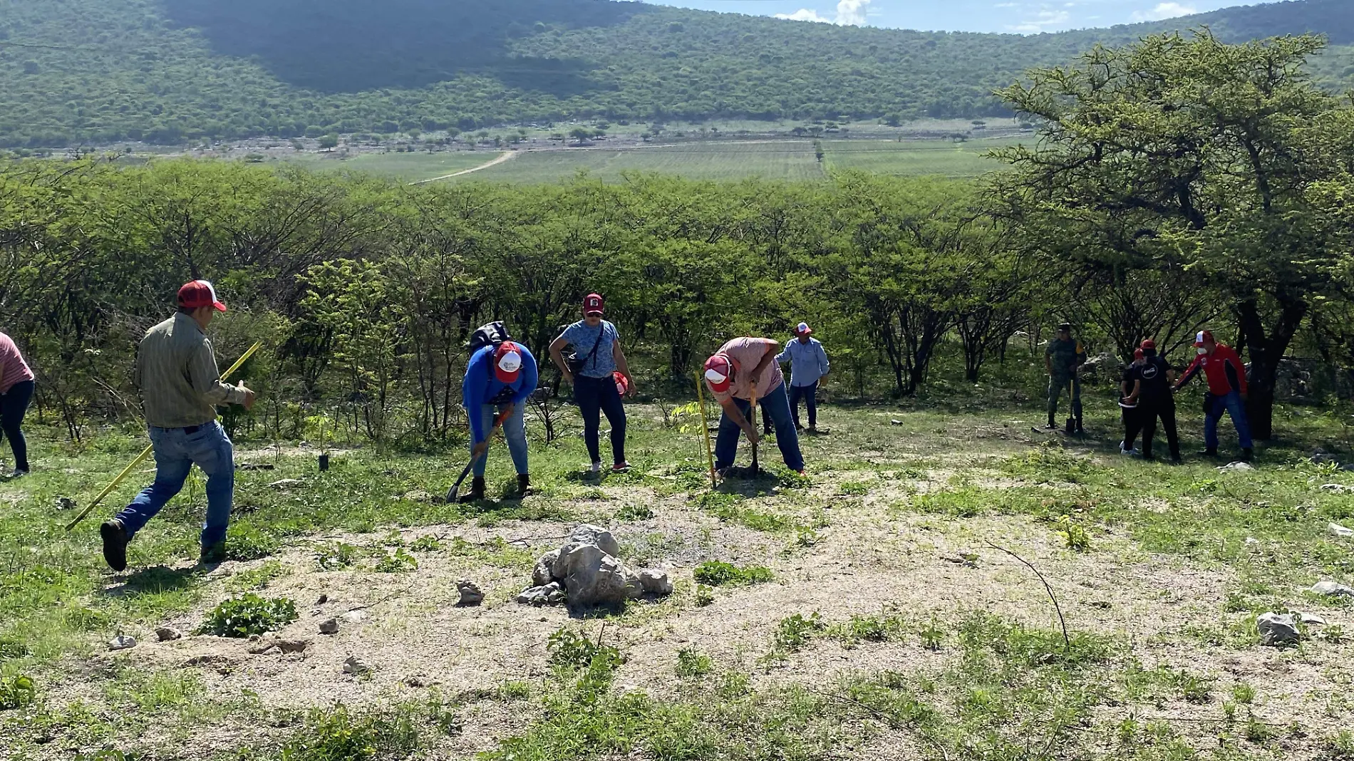 reforestados-arboles-ofelia